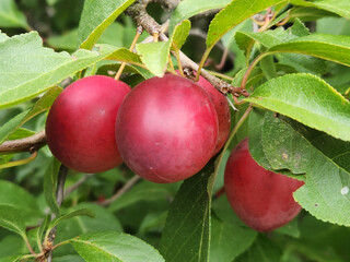 Cherry plum fruits. Ripe red cherry plum fruits. Fruit harvest