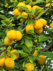 Cherry plum fruits. Ripe yellow cherry plum fruits. Fruit harvest