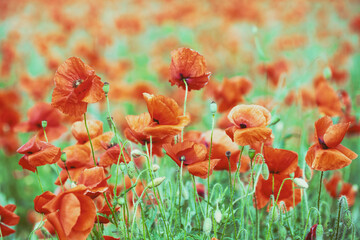 Flowering poppies field nature background