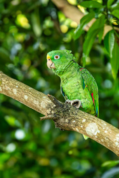 Yellow-crowned amazon or yellow-crowned parrot (Amazona ochrocephala), species of parrot native to tropical South America. Malagana, Bolivar department. Wildlife and birdwatching in Colombia