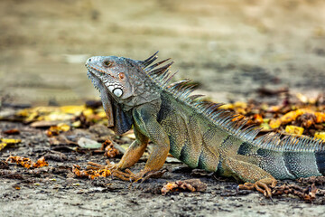 Green iguana (Iguana iguana) on groung. Centenario Park (Parque Centenario) Cartagena de Indias, Colombia wildlife animal.