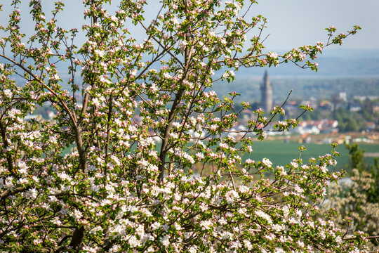 Blossoming cherry trees in the village Ockstadt, part of the town Friedberg, Hesse, Germany, Europe, view to the town Friedberg with castle tower, called Adolf's Tower or Adolfsturm