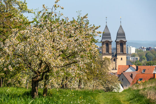 Blossoming cherry trees in the village Ockstadt, part of the town Friedberg, Hesse, Germany, Europe, with catholic parish church St Jacob