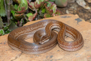 Adult brown house snake (Boaedon capensis) in a defensive striking pose 