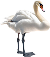 Fototapeta premium Mute Swan, Close-up colored-pencil sketch of a Mute Swan, Cygnus olor.