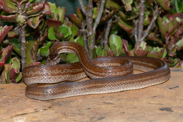 Adult brown house snake (Boaedon capensis) in a defensive striking pose 