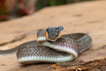 Fototapeta premium An adult Red-lipped herald Snake (Crotaphopeltis hotamboeia) in a defensive striking pose