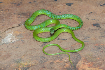 A beautiful Spotted bush snake (Philothamnus semivariegatus) on a large rock in the wild