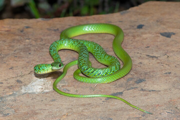 Close-up of a beautiful adult spotted bush snake (Philothamnus semivariegatus)