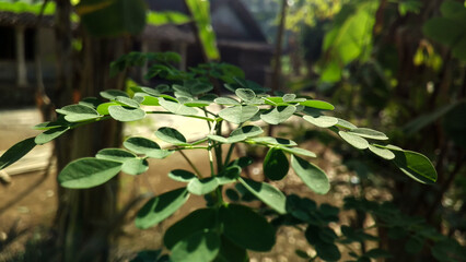Close up of moringa leaves or Moringaceae exposed to sunlight