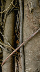 Close up of a red ant on a banyan tree trunk