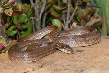 A beautiful adult brown house snake (Boaedon capensis) in the wild