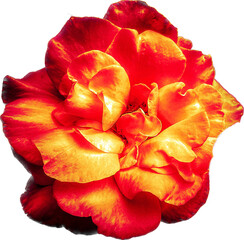 red rose petals - obrazy, fototapety, plakaty