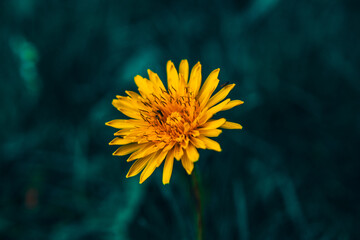 yellow dandelion flower