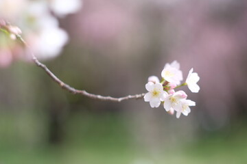 様々な日本の桜