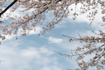 様々な日本の桜