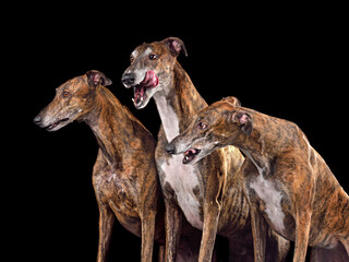 Obraz na płótnie Canvas Group og three greyhound dogs