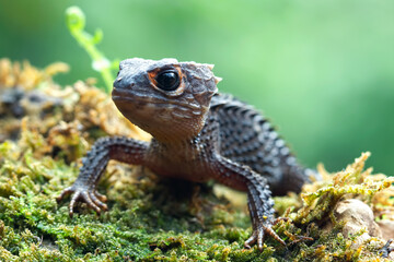 Crocodile skink closeup head from side view on branch, animal closeup