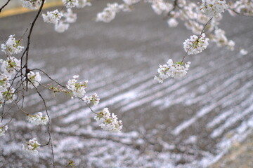 様々な日本の桜