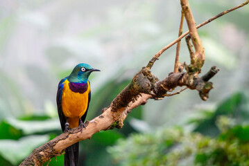 beautiful bird on a branch