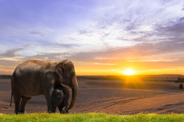 Elephant and baby elephant on sunset background.
