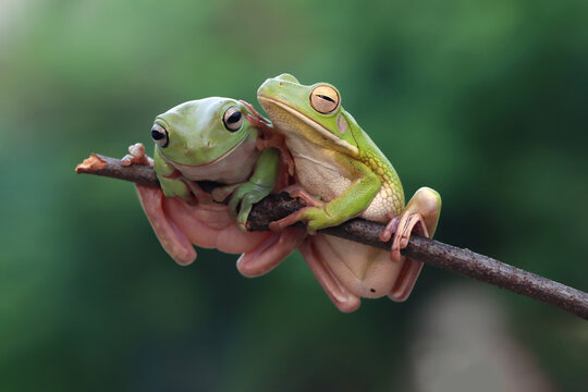 White-lipped tree frog (Litoria infrafrenata) on branch,Green tree frog "Litoria caerulea" on branch, Indonesian tree frog