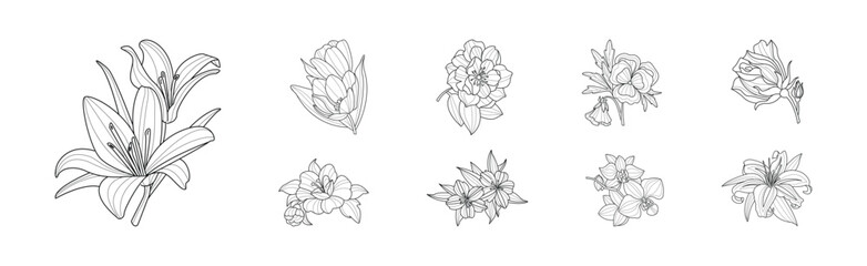 Blooming Linear Flower with Lush Petals Vector Set
