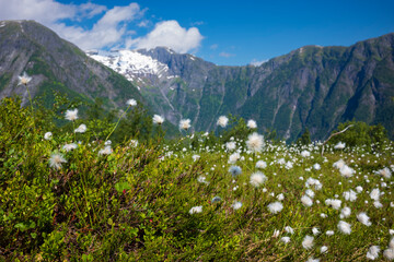 Dandelions along the trail to Raudmelen peak