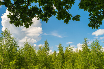 Obraz premium Summer background. Green small birch trees, oak branches with leaves and blue sky with clouds in sunny day. Nature background. Focus on foreground. Copy space
