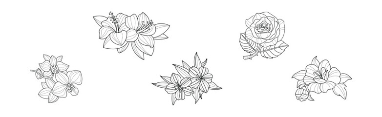 Fototapeta na wymiar Blooming Linear Flower with Lush Petals Vector Set