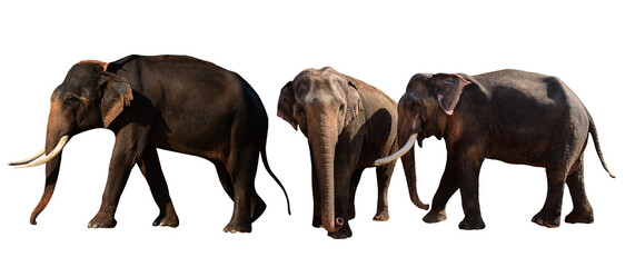 Elephants in various poses on transparent background.