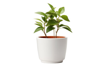Plant Pot Isolated On Transparent Background