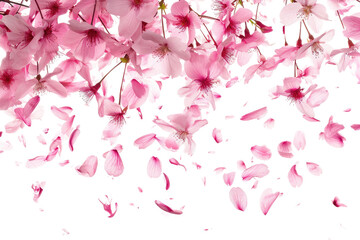 Pink Cherry Blossom Petals Isolated on Transparent Background