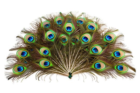 Peacock Feathers Fan Isolated on Transparent Background