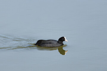 Focha común, fulica atra, alimentandose en las aguas del parque natural el hondo de Elche y Crevillente, comunidad valenciana, España