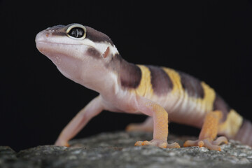 Portrait of a Leopard Gecko on a rock
