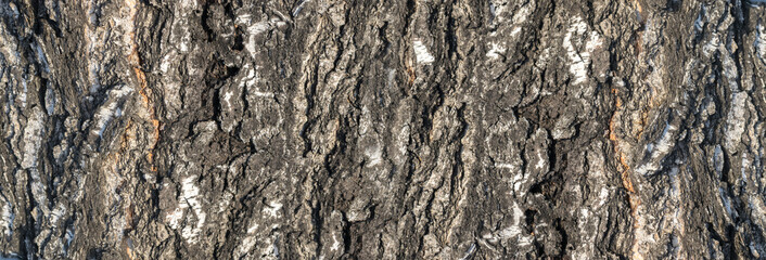 Natural Relief and Rough Bark Texture of Old Birch
