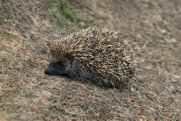 Hedgehog on the forest close up. European hedgehog . Hedgehog on autumn natural background