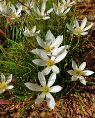 close up of white flowers growing in the garden, zephyranthes candida, autumn zephyrlily