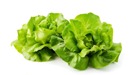 Vibrant Butterhead Lettuce Heads Isolated on a Crisp White Background