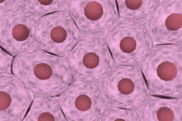 複数の動物細胞のイメージ