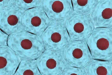 複数の動物細胞のイメージ