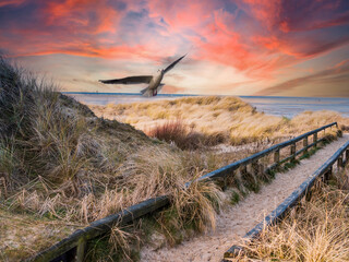 Dunes on the North Sea coast with seagull