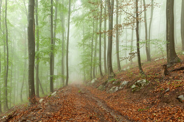 Foggy beech tree forest with empty trail path.
