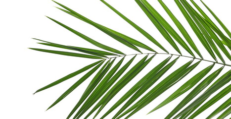 Close up green palm leaf isolated on white background and texture