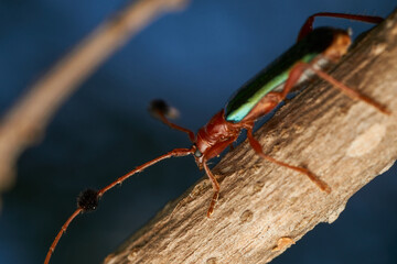 Insect known as guitar eater perched on a brown branch (Compsocerus violaceus)