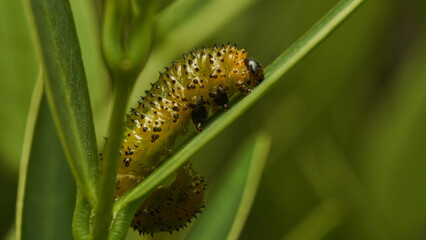 Details of a green caterpillar on a leaf (Adurgoa gonagra)