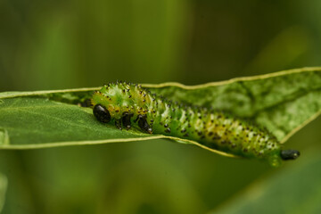 Details of a green caterpillar on a leaf (Adurgoa gonagra)
