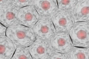 複数の動物細胞のイメージ-ノイズ多め