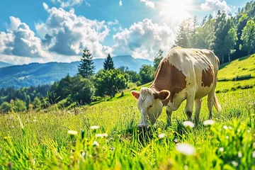 Poster Cow on a green meadow in the mountains. Sunny summer day. © Oleh